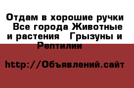 Отдам в хорошие ручки - Все города Животные и растения » Грызуны и Рептилии   